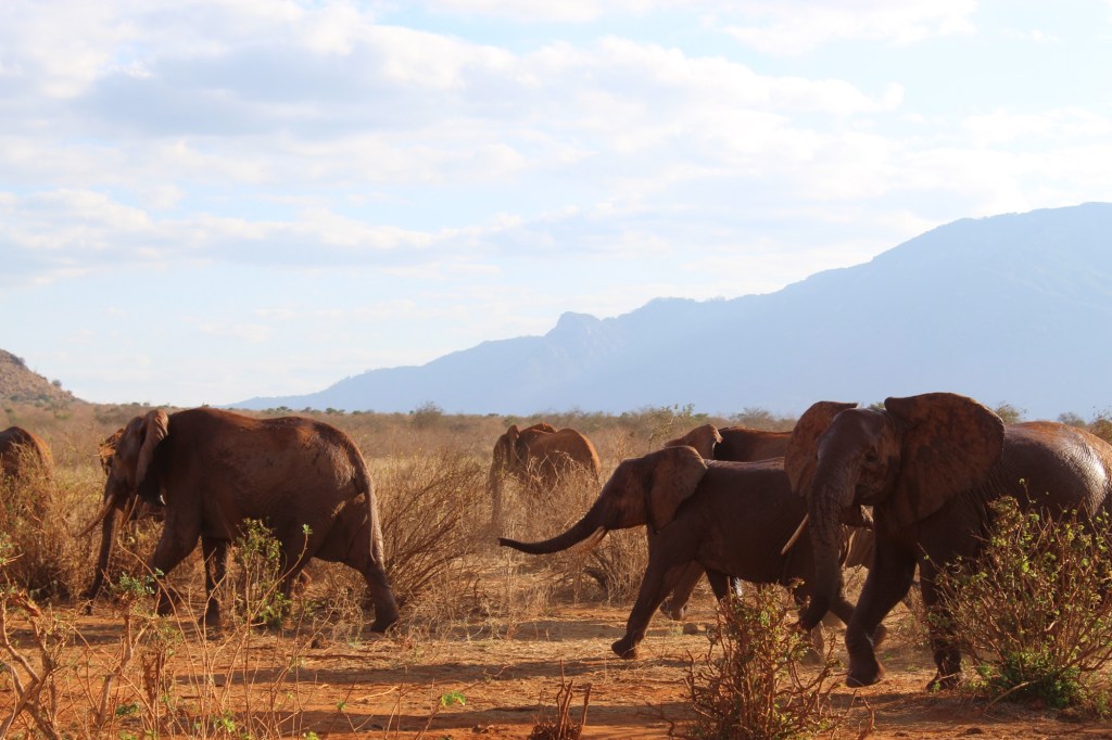 1 – Viaggio in Kenya&nbsp;🇰🇪🦁🐘🦒