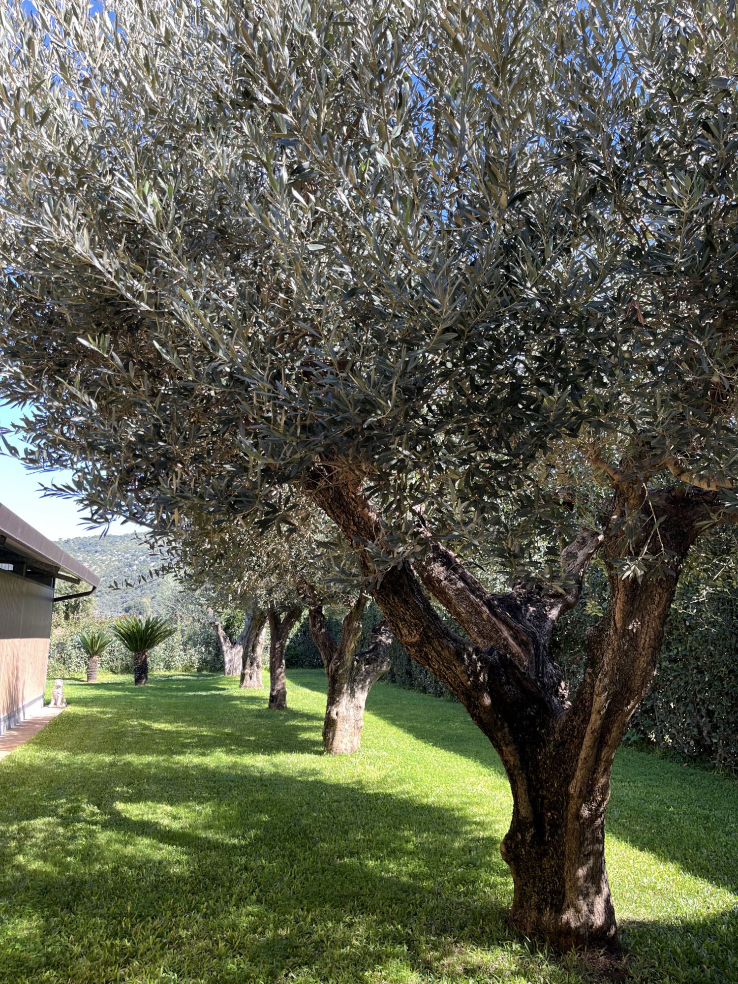 La raccolta delle olive&nbsp;🫒